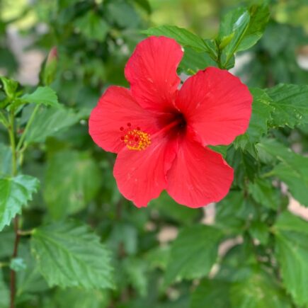 Hibiscus-All Types of Hair Problem