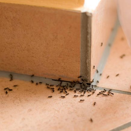 Ants crawling inside of home on the floor