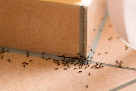 Ants crawling inside of home on the floor