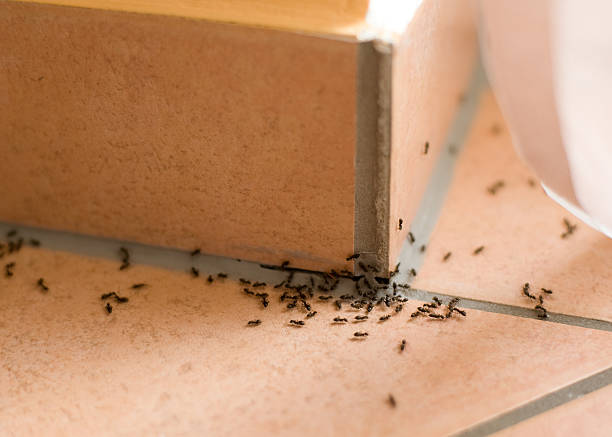 Ants crawling inside of home on the floor